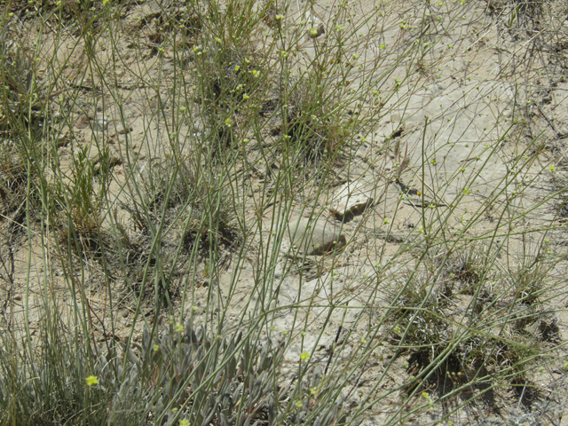 Eriogonum havardii (Havard's buckwheat) #80063