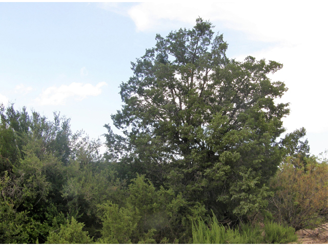 Juniperus pinchotii (Pinchot's juniper) #80145