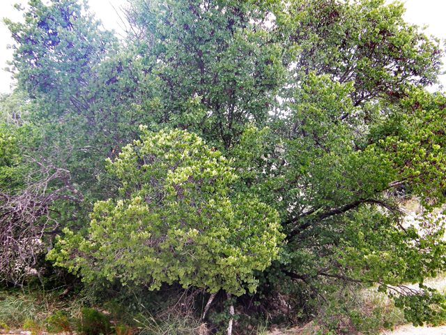 Senegalia roemeriana (Roemer acacia) #80164