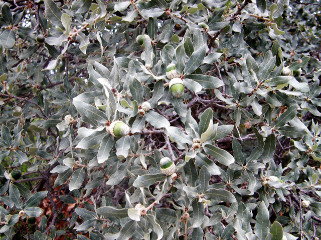 Quercus mohriana (Mohr oak) #80201