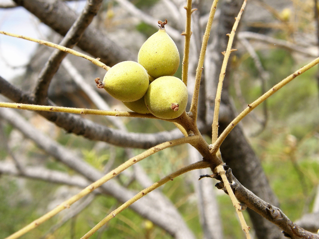 Juglans microcarpa (Little walnut) #80214
