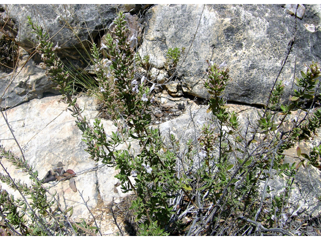 Poliomintha glabrescens (Leafy rosemary-mint) #80222