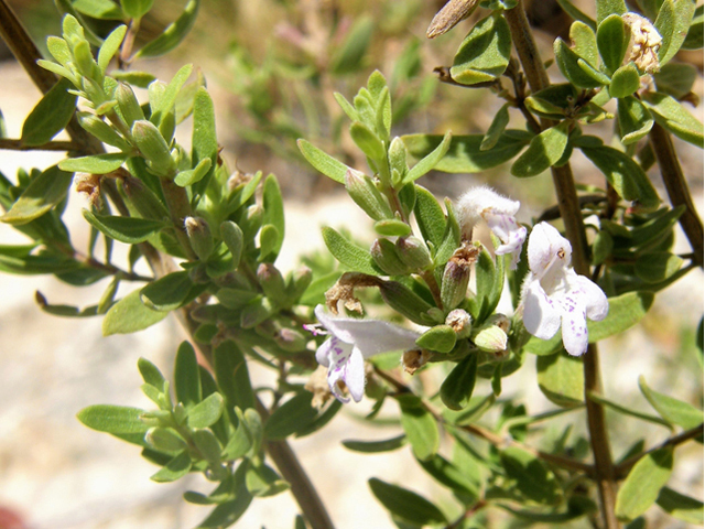 Poliomintha glabrescens (Leafy rosemary-mint) #80223