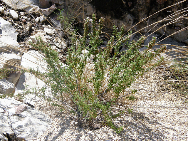 Poliomintha glabrescens (Leafy rosemary-mint) #80228