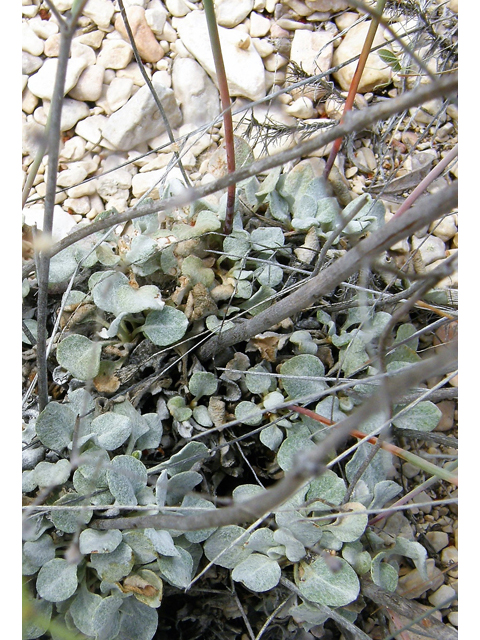Eriogonum tenellum var. platyphyllum (Tall buckwheat) #80280