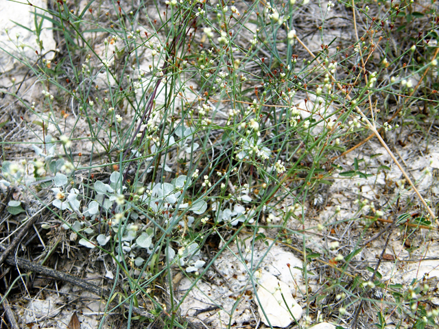 Eriogonum tenellum var. platyphyllum (Tall buckwheat) #80282