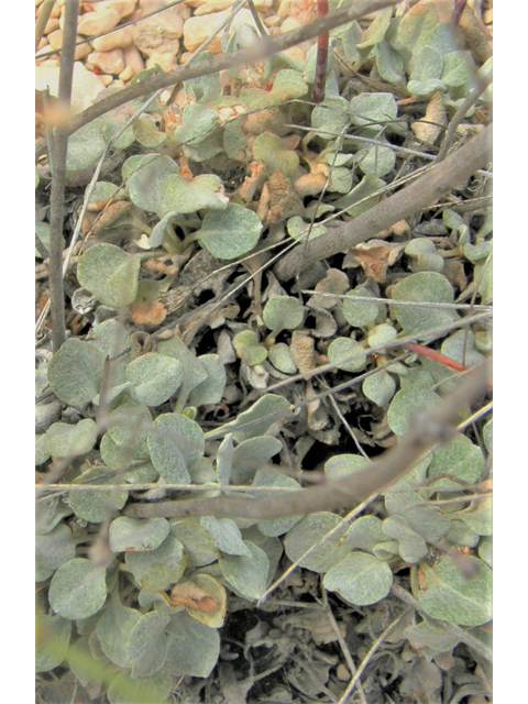 Eriogonum tenellum (Tall buckwheat) #80283