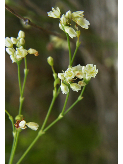 Eriogonum tenellum var. platyphyllum (Tall buckwheat) #80284