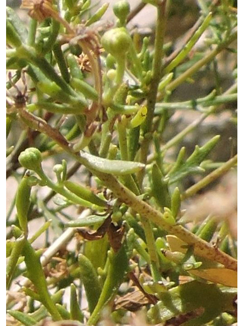 Perityle angustifolia (Narrow-leaved rockdaisy) #80359