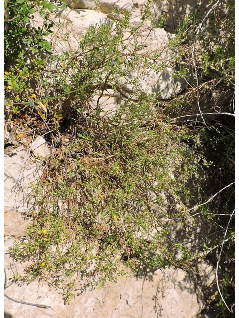 Perityle angustifolia (Narrow-leaved rockdaisy) #80360