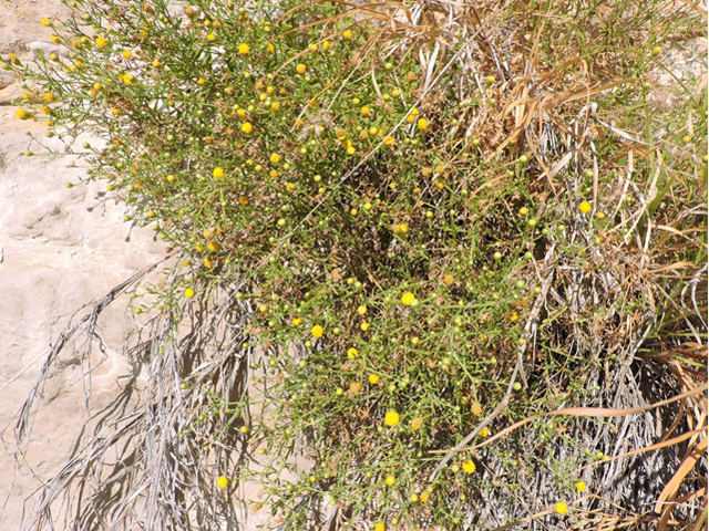 Perityle angustifolia (Narrow-leaved rockdaisy) #80361