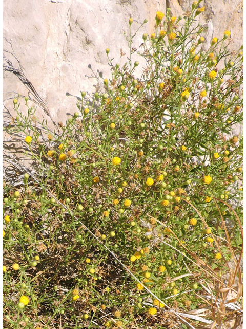 Perityle angustifolia (Narrow-leaved rockdaisy) #80362
