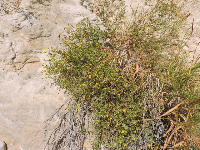 Perityle angustifolia (Narrow-leaved rockdaisy) #80363