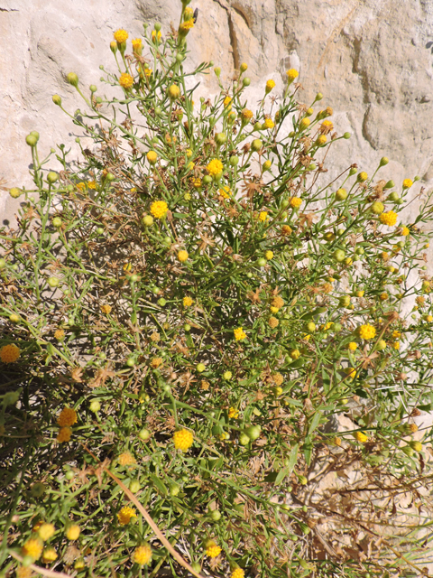 Perityle angustifolia (Narrow-leaved rockdaisy) #80364
