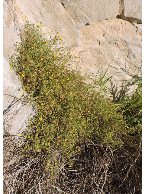 Perityle angustifolia (Narrow-leaved rockdaisy) #80365