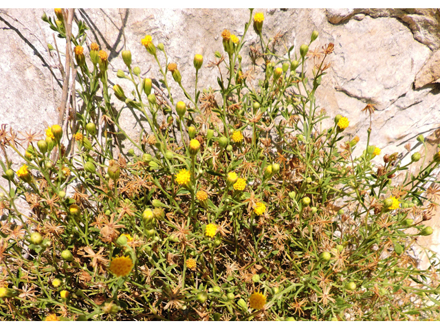 Perityle angustifolia (Narrow-leaved rockdaisy) #80366