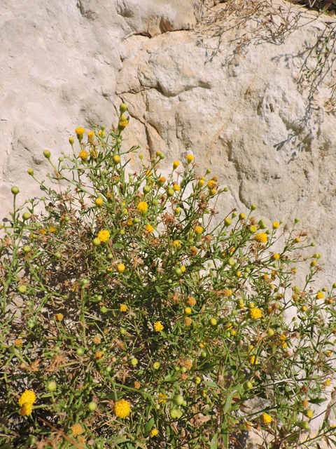 Perityle angustifolia (Narrow-leaved rockdaisy) #80367