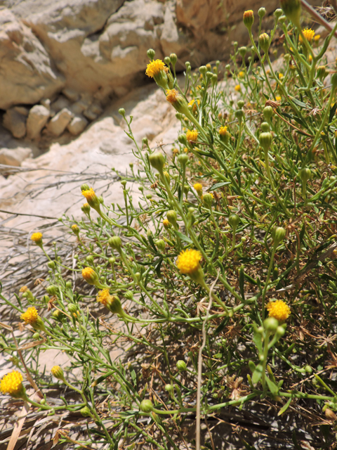 Perityle angustifolia (Narrow-leaved rockdaisy) #80369