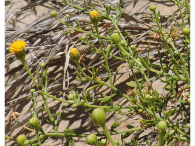 Perityle angustifolia (Narrow-leaved rockdaisy) #80370