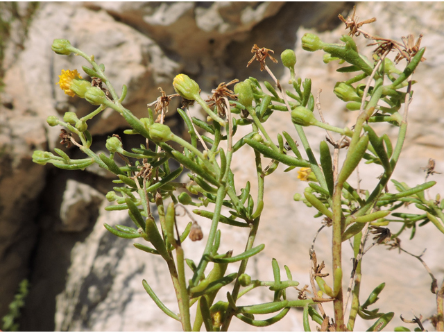 Perityle angustifolia (Narrow-leaved rockdaisy) #80371