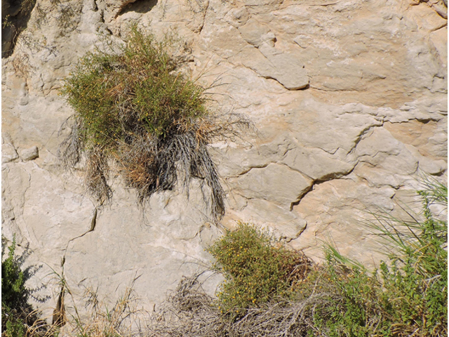 Perityle angustifolia (Narrow-leaved rockdaisy) #80373