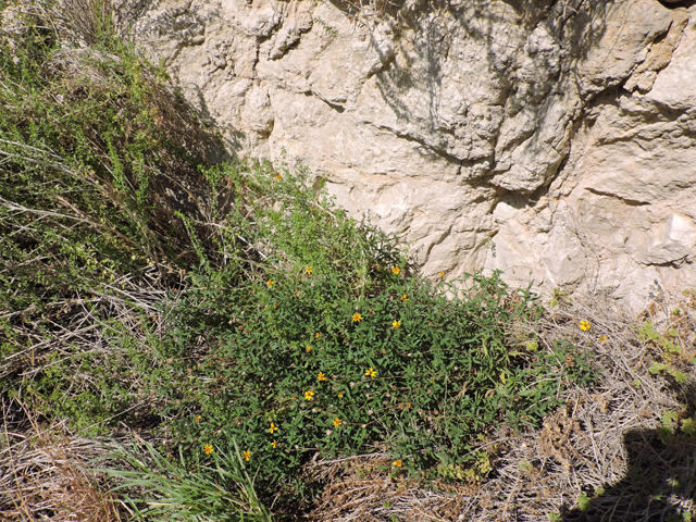 Wedelia acapulcensis var. hispida (Zexmenia) #80374