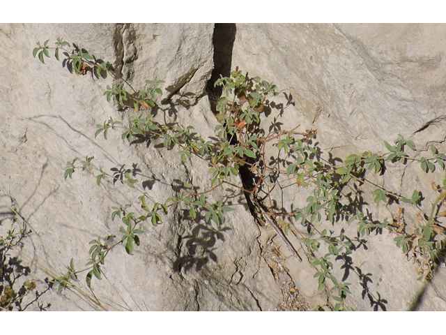 Croton monanthogynus (Prairie tea) #80381