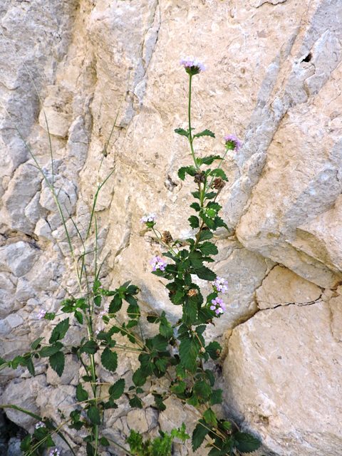 Lantana achyranthifolia (Brushland shrubverbena) #80410
