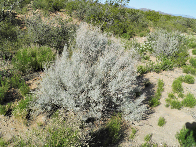 Artemisia filifolia (Sand sagebrush) #80482