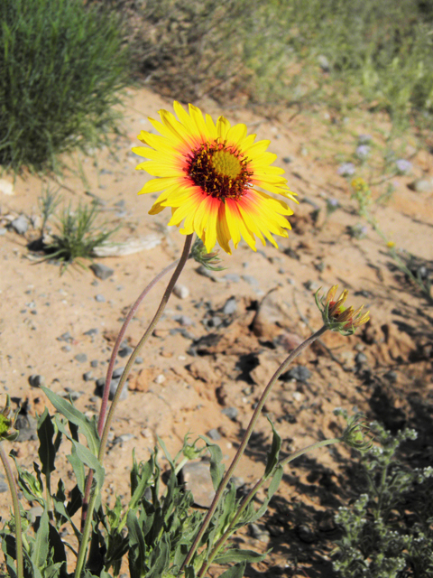 Gaillardia pinnatifida (Red dome blanketflower) #80486