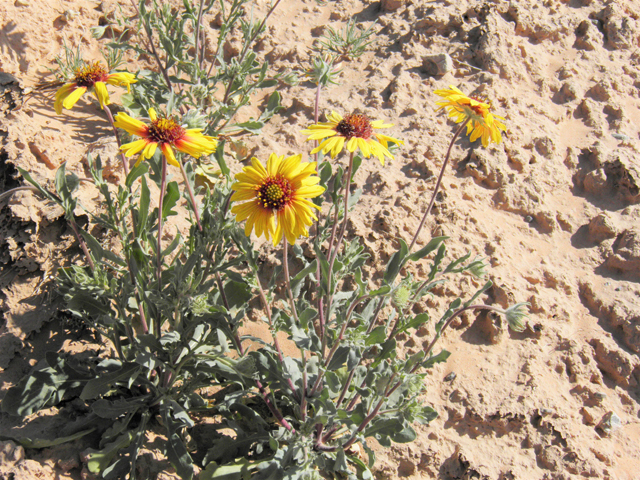 Gaillardia pinnatifida (Red dome blanketflower) #80495