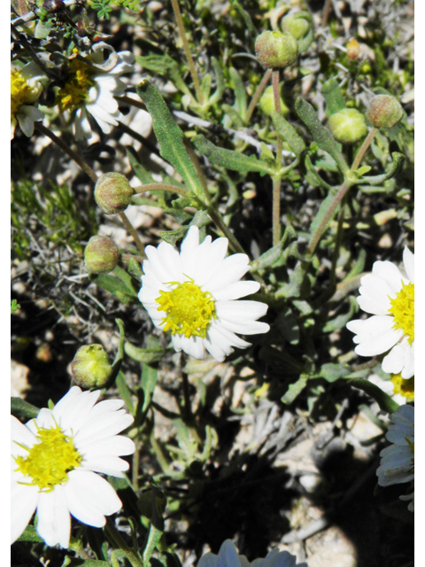 Melampodium leucanthum (Blackfoot daisy) #80522