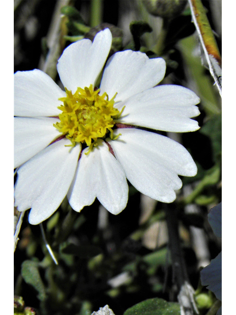 Melampodium leucanthum (Blackfoot daisy) #80527