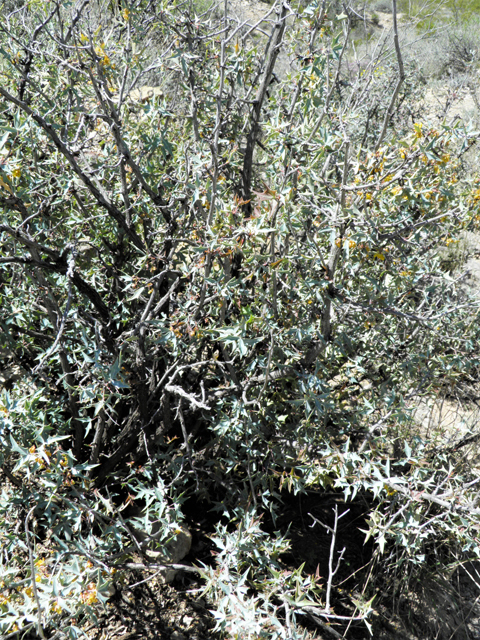 Mahonia trifoliolata (Agarita) #80542