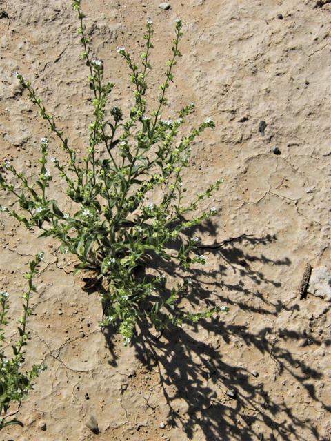 Lappula occidentalis (Flatspine stickseed) #80556