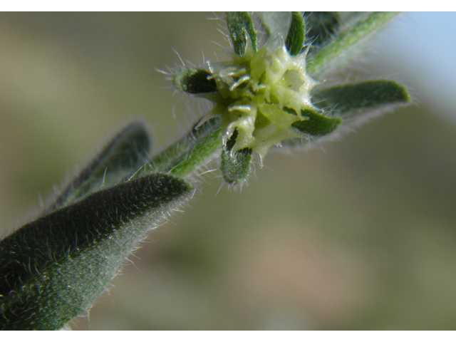 Lappula occidentalis (Flatspine stickseed) #80557