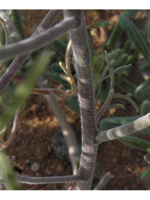 Descurainia pinnata ssp. ochroleuca (Western tansymustard) #80661