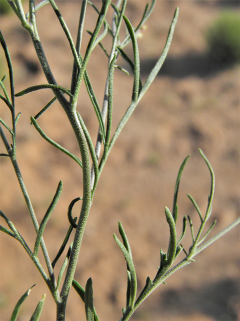Descurainia pinnata ssp. ochroleuca (Western tansymustard) #80662