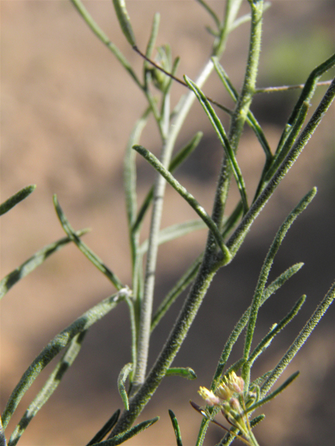 Descurainia pinnata ssp. ochroleuca (Western tansymustard) #80663