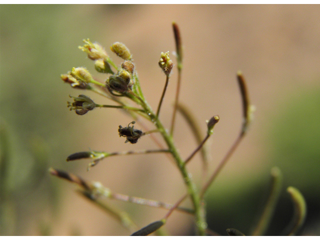Descurainia pinnata ssp. ochroleuca (Western tansymustard) #80665