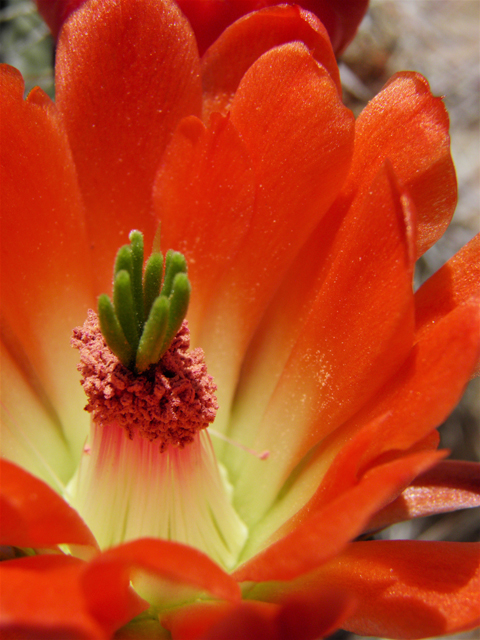 Echinocereus coccineus (Scarlet hedgehog cactus) #80762