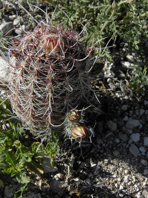 Echinocereus viridiflorus var. chloranthus (Nylon hedgehog cactus) #80767