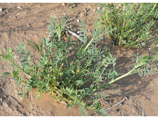 Astragalus wootonii (Halfmoon milkvetch) #80781
