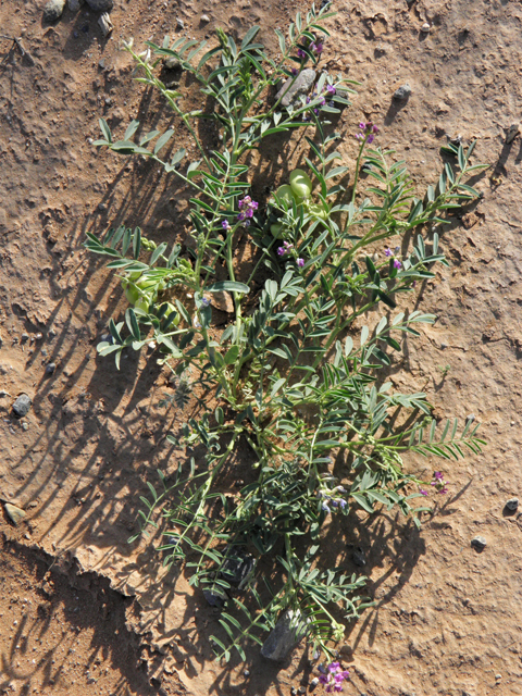 Astragalus wootonii (Halfmoon milkvetch) #80783