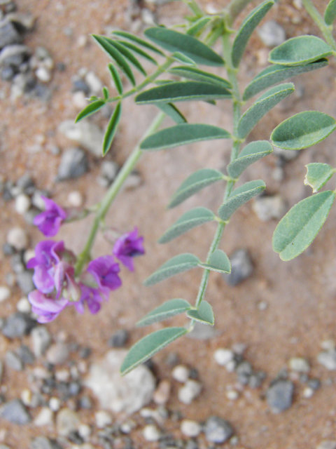 Astragalus wootonii (Halfmoon milkvetch) #80786