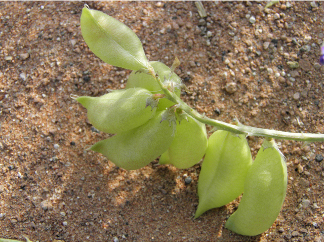 Astragalus wootonii (Halfmoon milkvetch) #80788