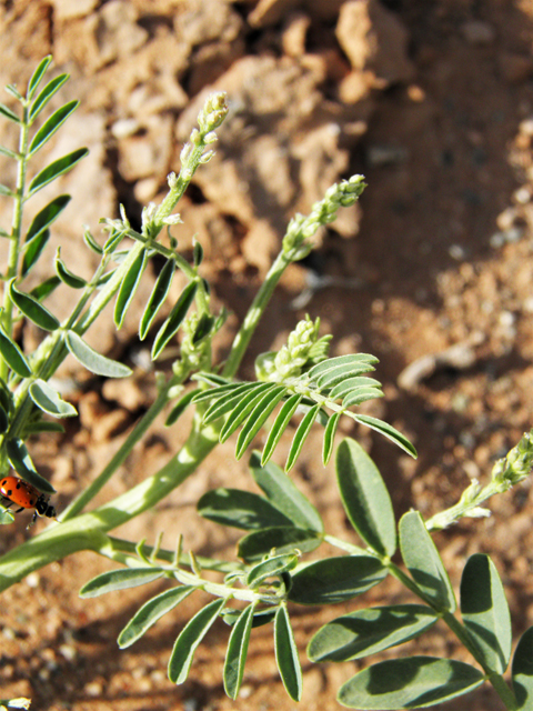 Astragalus wootonii (Halfmoon milkvetch) #80790