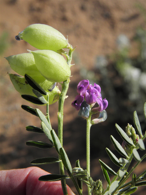 Astragalus wootonii (Halfmoon milkvetch) #80791