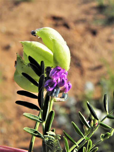 Astragalus wootonii (Halfmoon milkvetch) #80792