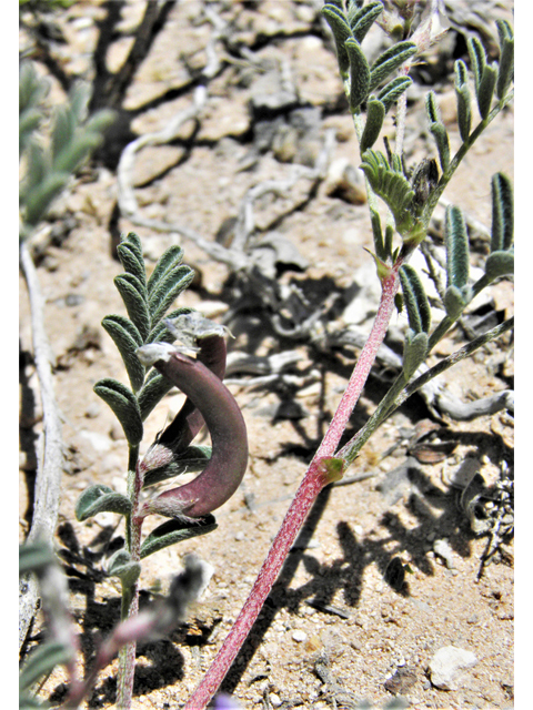 Astragalus nuttallianus var. austrinus (Smallflowered milkvetch) #80808